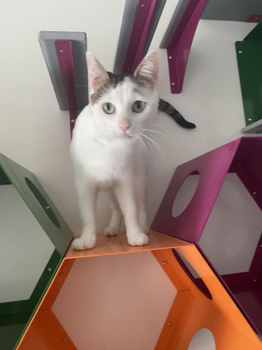 📢 ALERTE ANNONCE ADOPTION 🐱 

Hanah, 2 ans. Elle est super câline et est arrivée de la fourrière. On ne connaît pas son passé, elle n’était pas identifiée ni stérilisée. C’est un amour ! 🫶

@spa_lorraine  <a href="/AnnieSinko/">Annie SINKO</a>