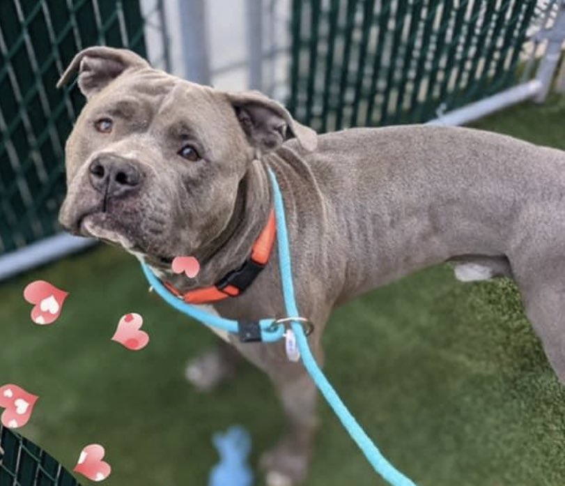 HOURS LEFT, Jim #172181 is DELISTED in preparation to die in NYCACC. A human and dog friendly boy who is of course fearful around the monsters. He needs a family w older kids before he’s gone forever. Pls pledge RT Jim, DM <a href="/notthesameone2/">Not the Same</a> for assistance.

facebook.com/photo.php?fbid…
