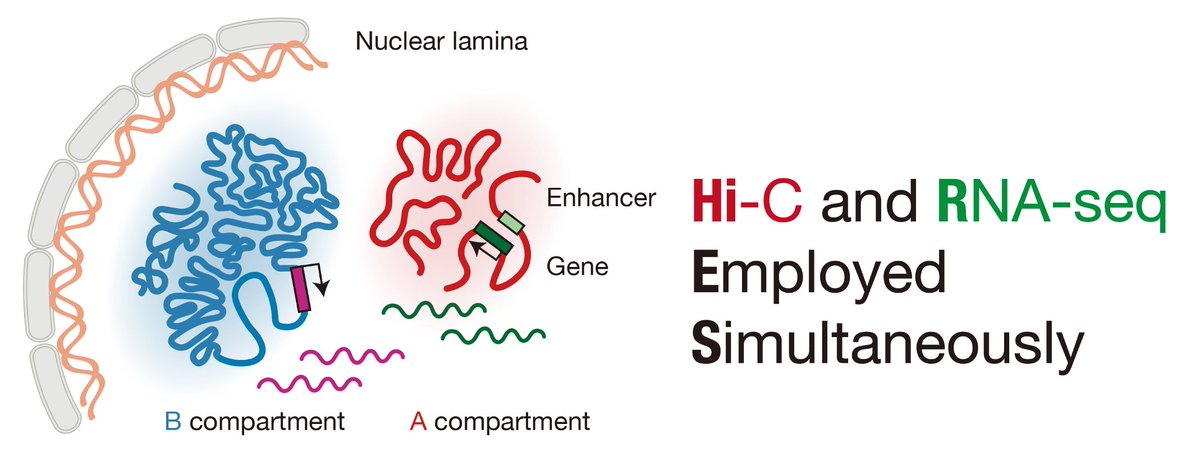 Curious about the 3D genome’s relationship with gene expression? With @ychen48184593 and team at <a href="/xingdong816/">DONG XING</a>‘s lab, we’ve developed a method to simultaneously capture 3D genome and RNA in single cells. Find our study in the latest <a href="/ScienceMagazine/">Science Magazine</a>! doi.org/10.1126/scienc… (1/8)