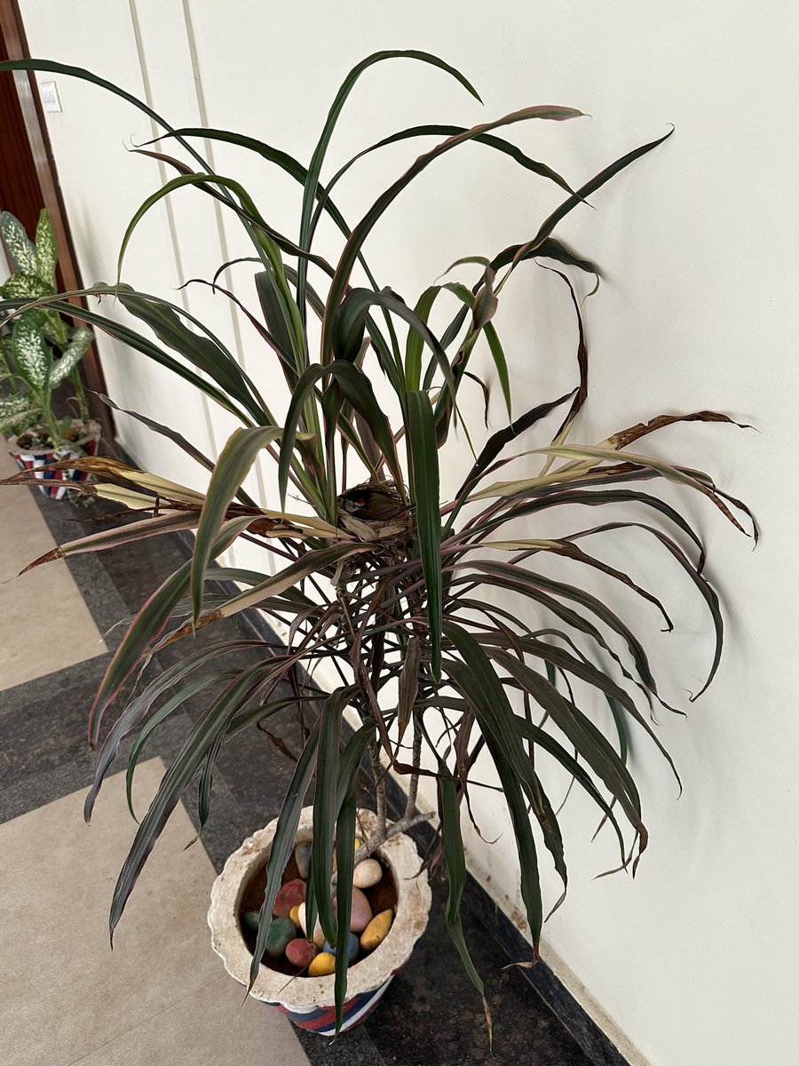 Can you see a tiny bird with beautiful feathers here? 

She has made nest in this plant kept in the police gym at Bhubaneswar. She comes and sits on the eggs during morning and evening hours when footfall in the gym is higher. Can’t trust humans 😊