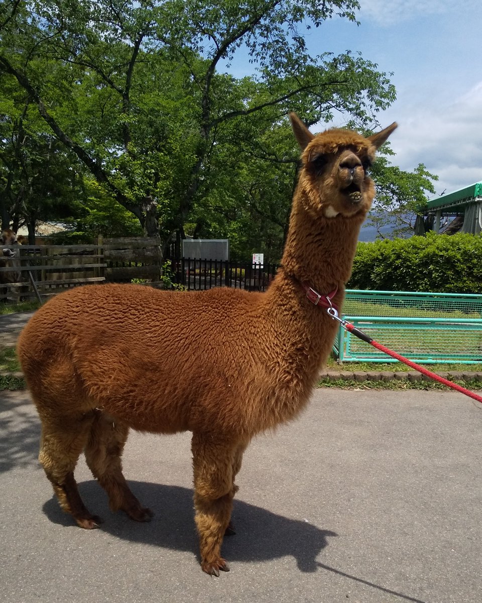 cuddlykouhou's tweet photo. 変身しました🦙part3 

#アルパカの毛刈り 
#ハートちゃん 
#阿蘇 #カドリードミニオン https://t.co/Mla75Mxz3i