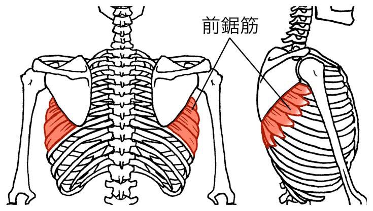 前鋸筋を一般性癖にするのに協力して欲しい