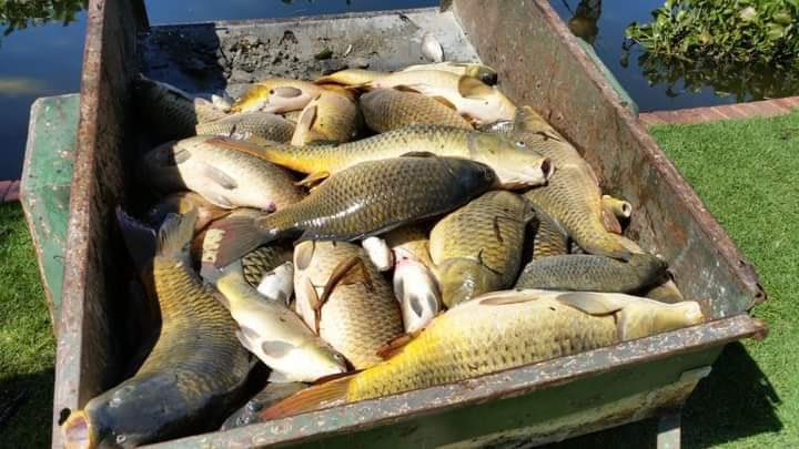HARTEBEESPORT DAM TO BE DRAINED.

The Department of Water and Sanitation in the country recently said in a statement that it is currently in the process of draining the Hartbeespoort Dam to combat the hyacinth plant.

The Hyacinth has been a part of Harties for decades and it now