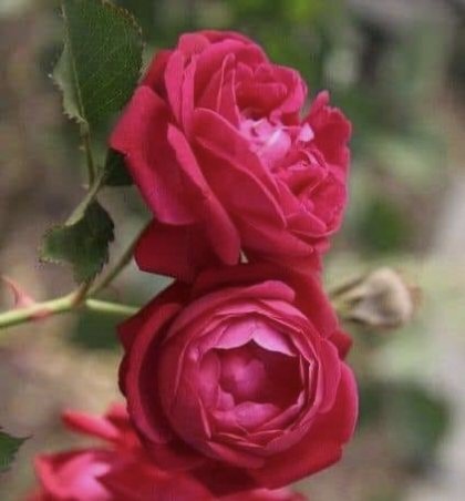 HaiderJavedSyed's tweet photo. سلامِ صبح دوستانِ عزیز صحت و سلامتی اور علم و رزق میں فراوانی کی ڈھیروں دعائیں شادوآباد رہیں اپنے پیاروں اور 
وسیب زادوں کے ساتھ آمین https://t.co/0j9a3lJwxH