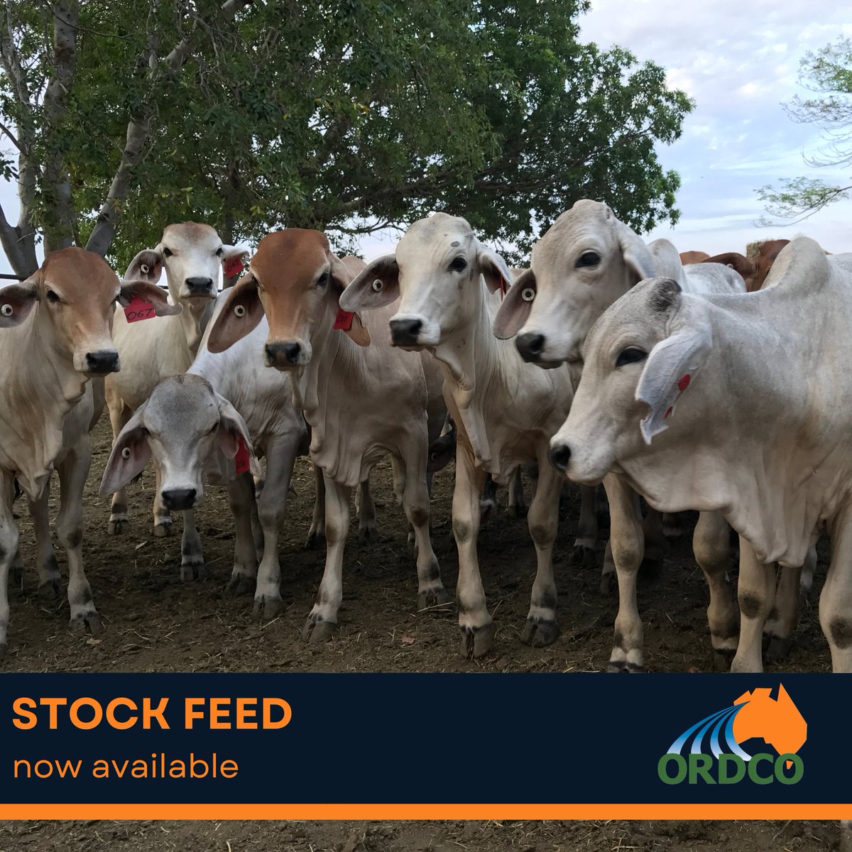 STOCK FEED AVAILABLE

Explore our selection of customised blended grain rations, including generic options and personalised blends.

Our all-encompassing stockfeed service provides bulk crushed grains with a focus on corn and Lupins.

For more info, click the link in our bio!