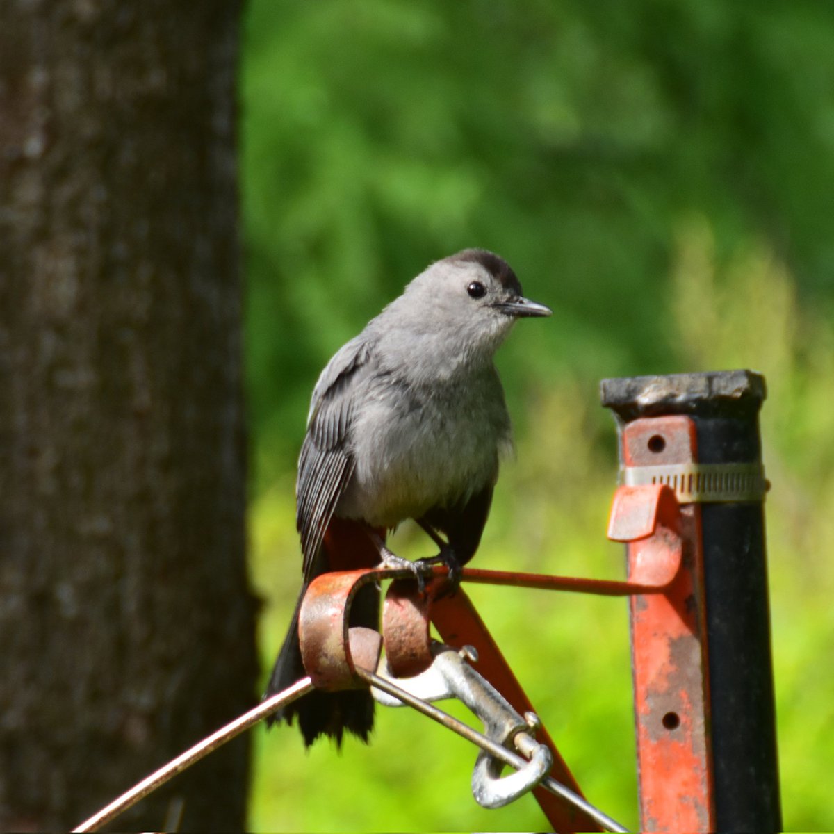 yanneyboy1's tweet photo. Came back from work today...
And who's the first one who came to greet me?
The fabulous one, Mumbo the Gray Catbird!
#catbird #graycatbird #moqueurchat #amazingwildlife # https://t.co/LLQVc1WmIr