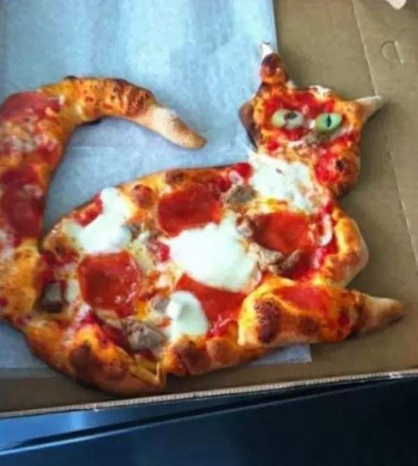 PizzaFact's tweet image. #pizzacat #pizzafact