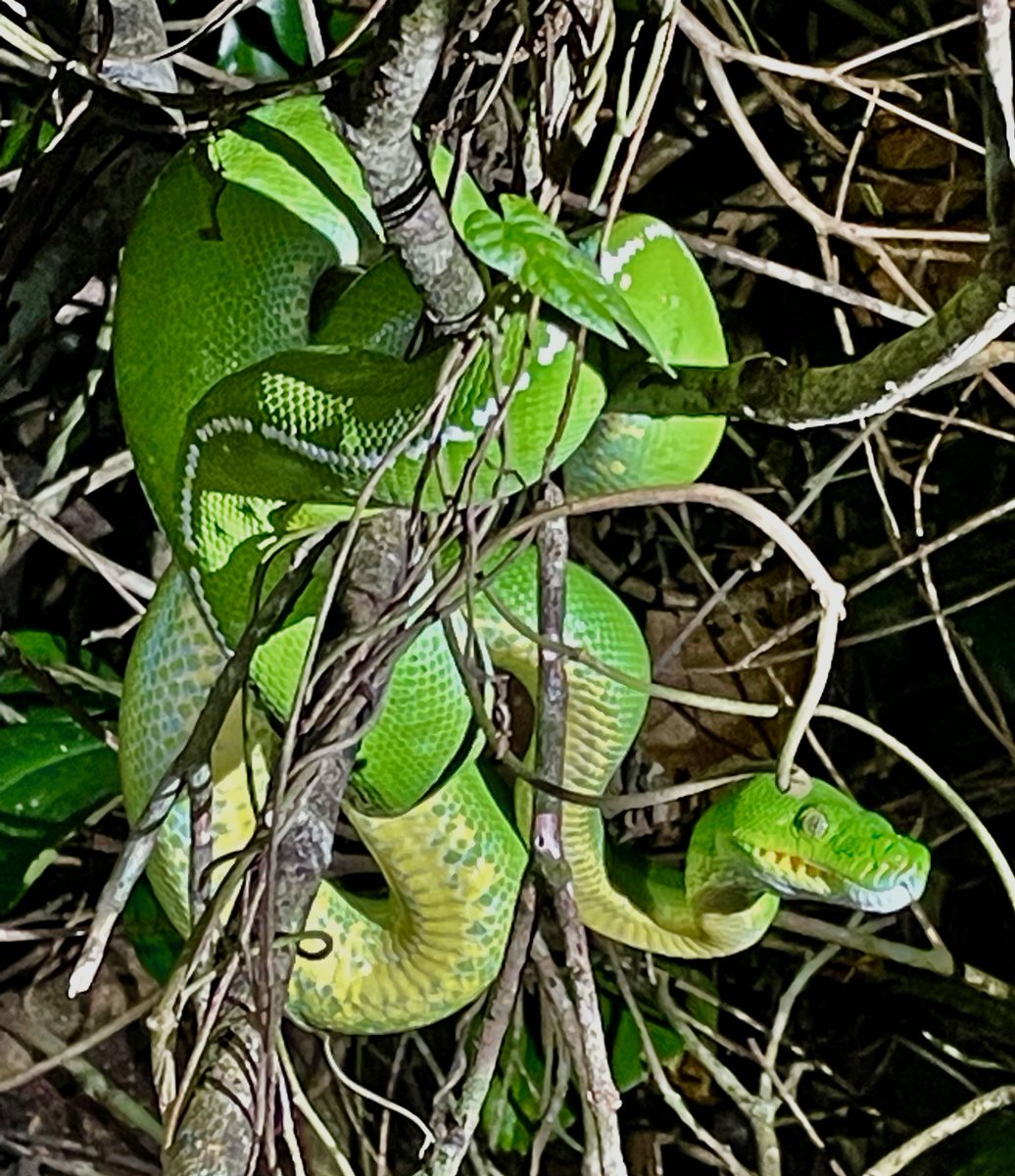 Grace Nye-Butler tweet media