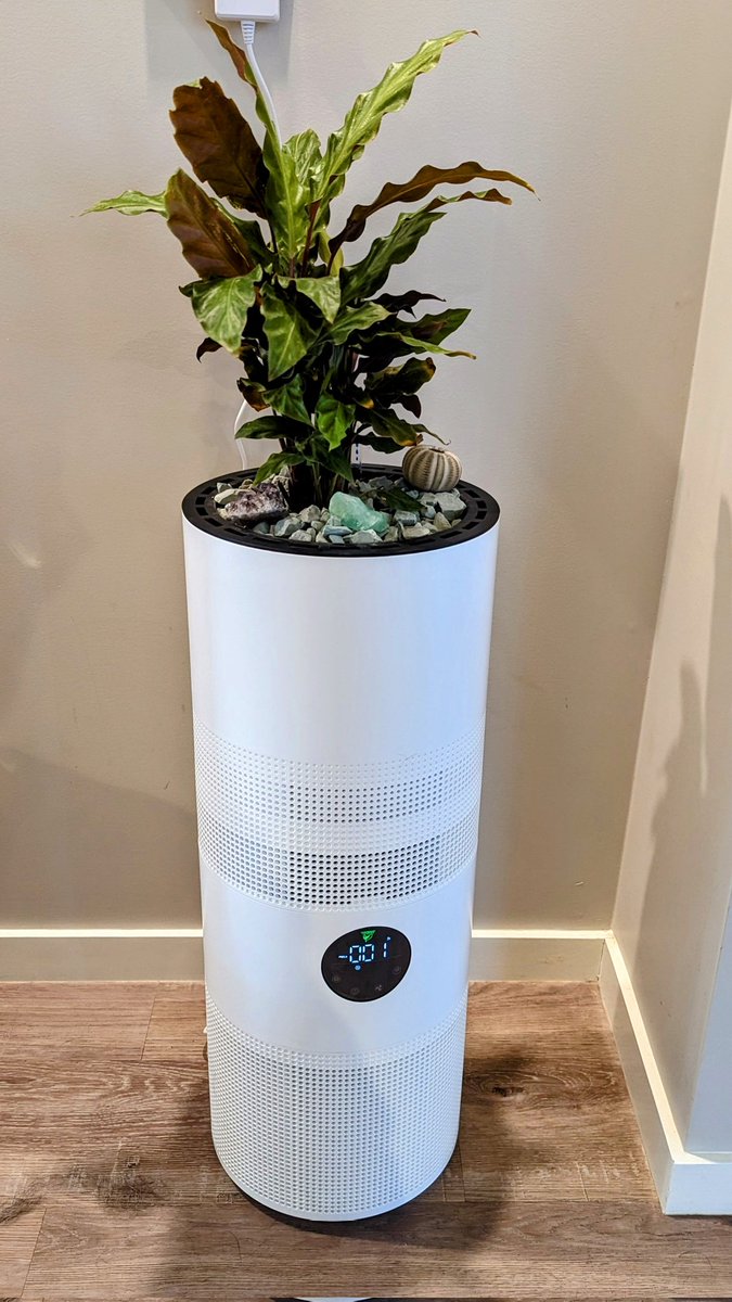 We found the perfect plant for my new purifier.