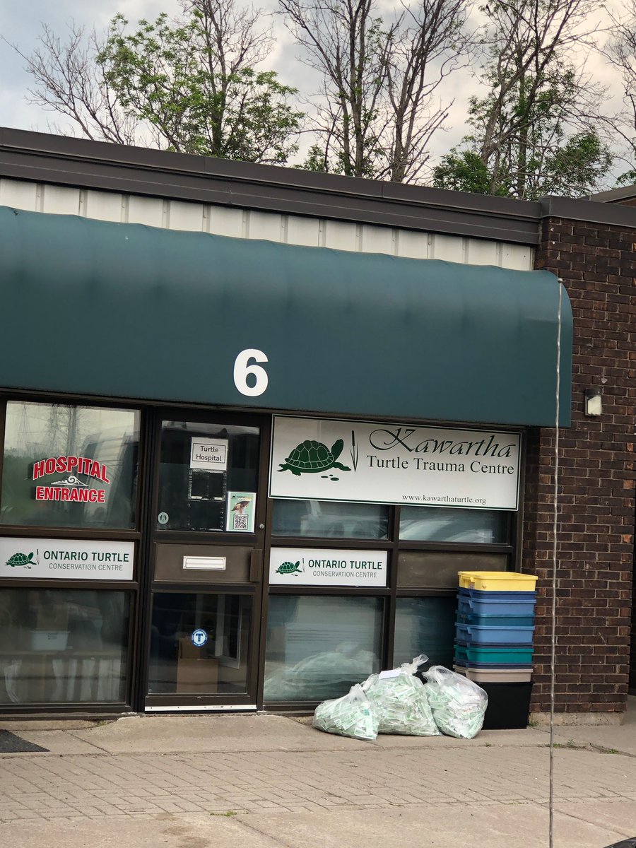 IRsweetcorn's tweet photo. This little guy 🐢 had a tough start today. He was found wandering the road with an injury.🤕  Kawartha Turtle Trauma Centre to the rescue! Thank you for all you do! 🐢 💕🐢💕
#breakforturtles #nestingtime #kawarthaturtletraumacentre #ptbocanada #ptbocounty #osmtownship https://t.co/EuBfN3G1ix