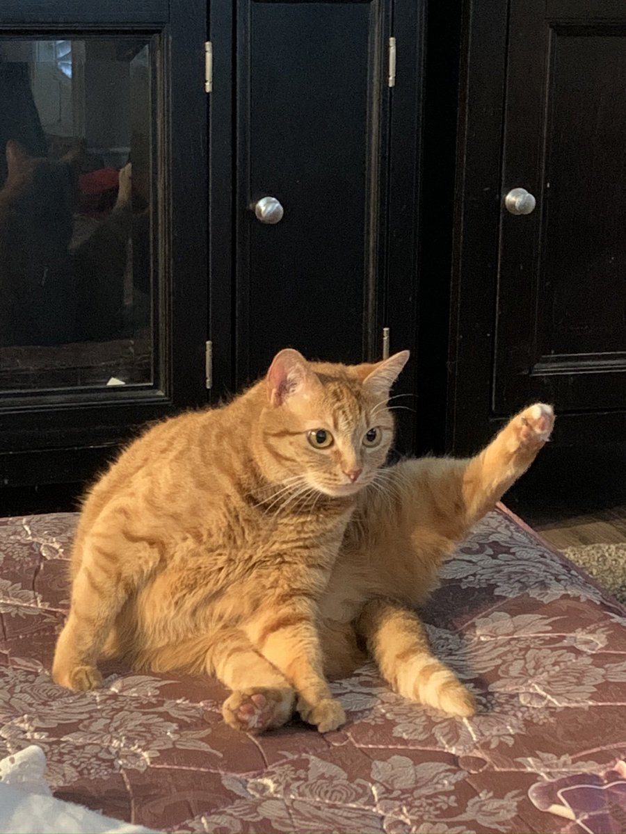 faaded_'s tweet photo. @DontShowYourCat I present penny https://t.co/do9WCZYggA
