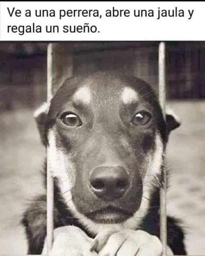 DefensaAnimal's tweet photo. 👉🏻 Se estima que, tan
sólo en #Cdmx, alrededor de 10 mil animales en situación de calle son sacrificados mensualmente en perreras y antirrábicos, como "medida de control" de población canina y felina.👇🏻🐾

#TodaVidaVale
#AdoptaNoCompres
 FUENTE:https://t.co/90Lm9dJnyx https://t.co/HJdRyJ4P2o