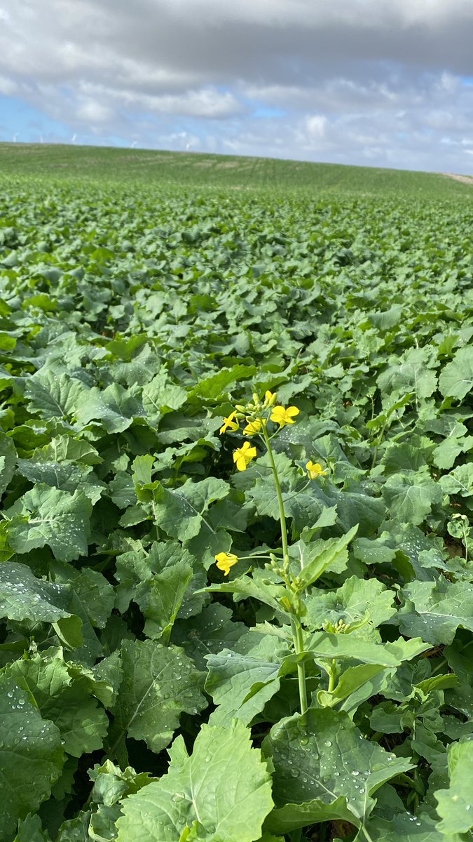 James Venning tweet media