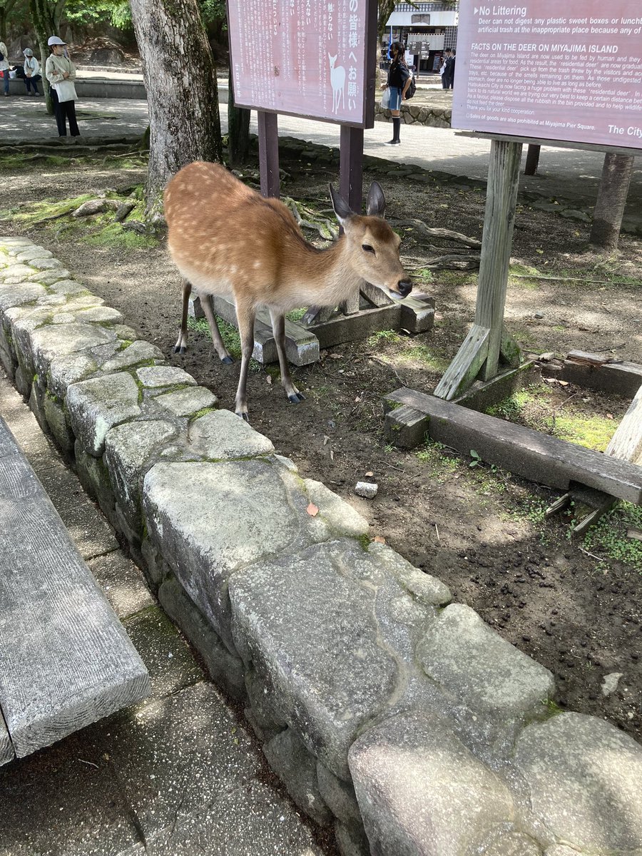 宮島到着〜短い時間だけど楽しむぞ！