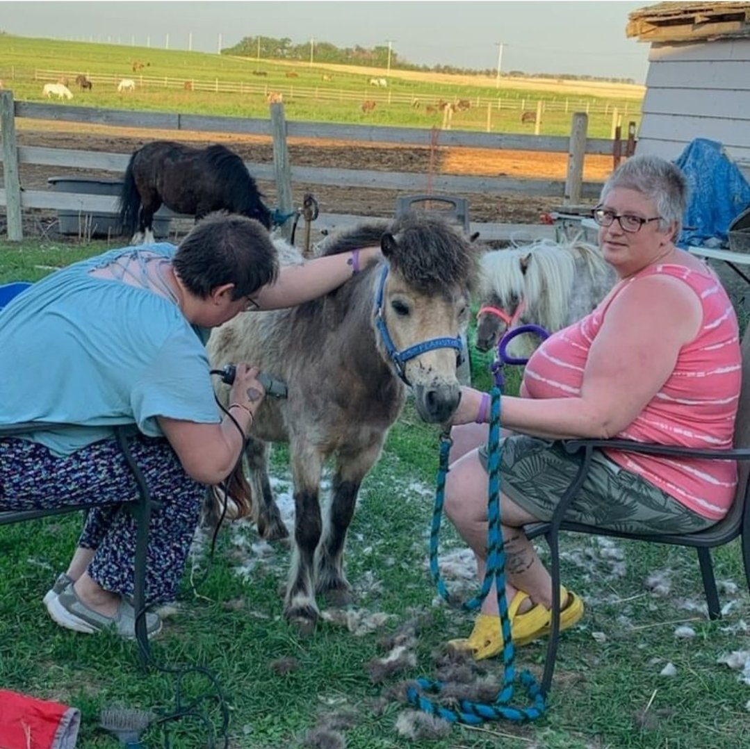 Pretty Miss Phoebe getting a summer shave because she was too warm. We also shaved Belle and Shadow. They should be way more comfortable in this heat wave now! #happylittlehooves #pony #horses #ponies #minihorse #ponyhour #minihorses #phoebetheminihorse