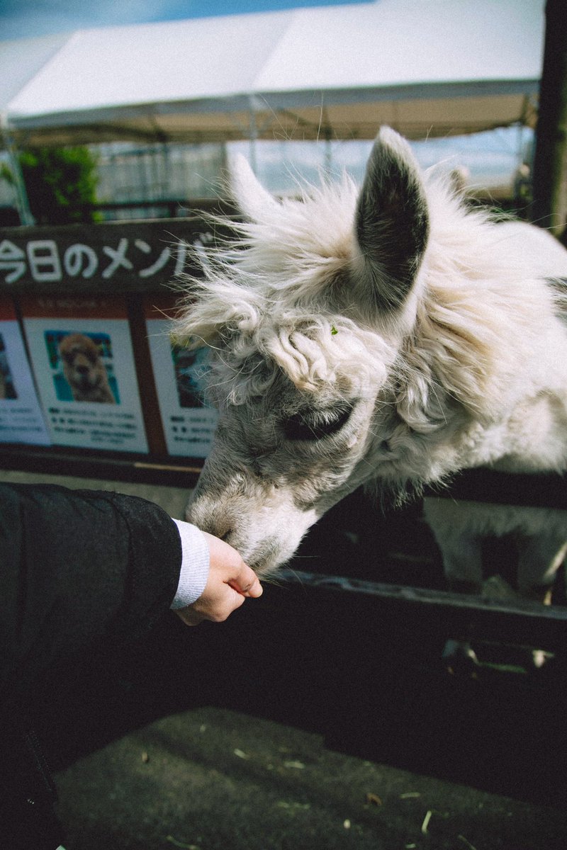 おやつちょうだい！で目がきゅるるんな歌さん👀

#八ヶ岳アルパカ牧場 #八ヶ岳アルパカファーム #アルパカ #yatsugatakealpacafarm #alpaca #富士見町 #アルパカ写真 #alpacalove #alpacafarm #animals #japan #animalphotography #歌 #歌さん #ウタ