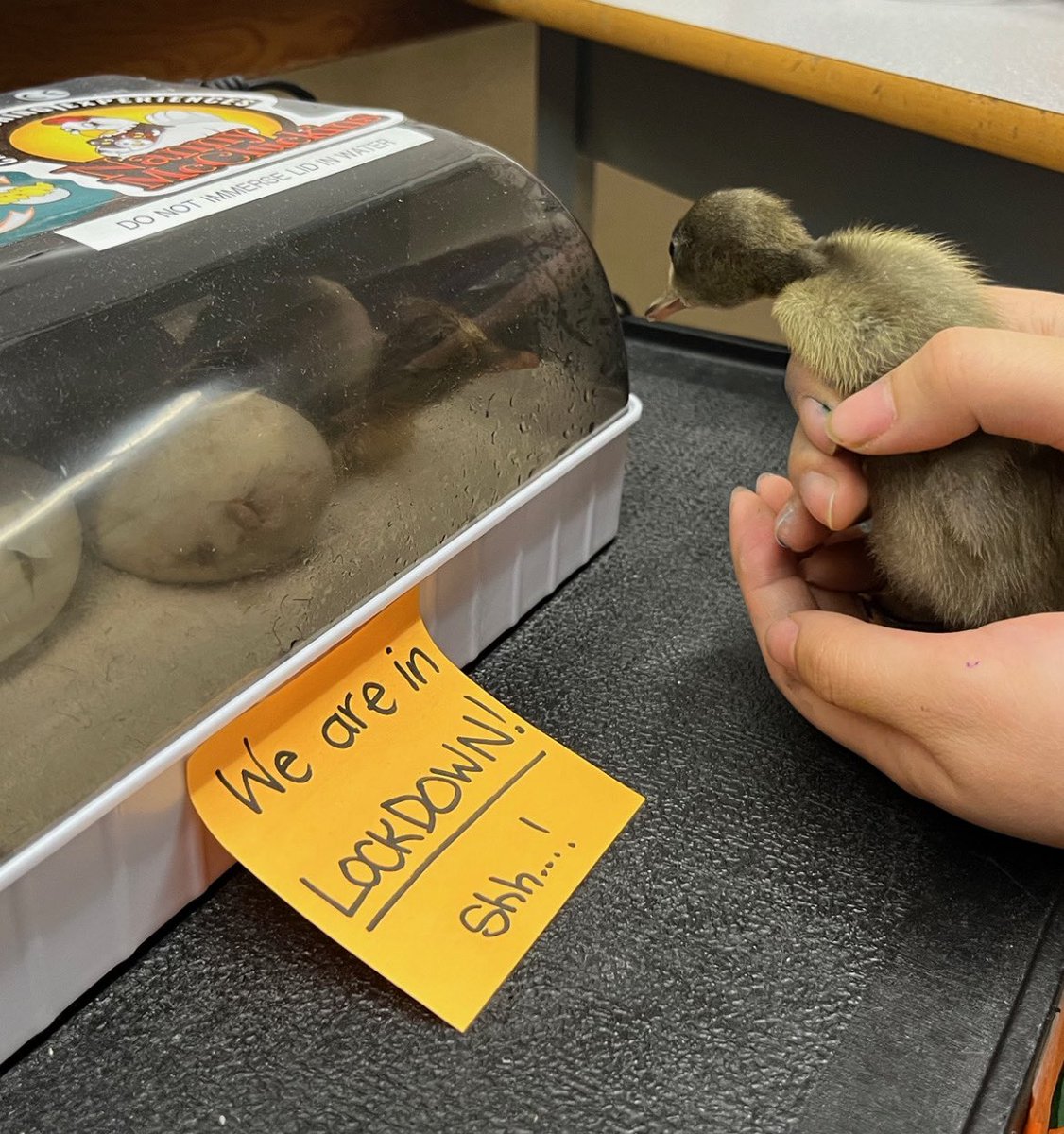 Exciting times in grade 3. Our first duckling “Uno”hatched and today we welcomed another one. <a href="/BelParkCBE/">Bel-Park School CBE</a>