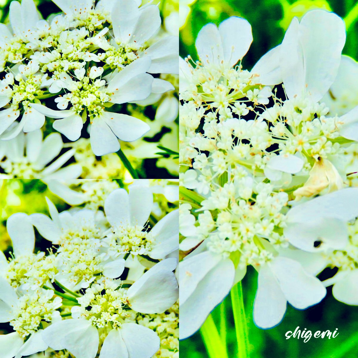 🌹🌹shigemi🌹🌹 tweet media