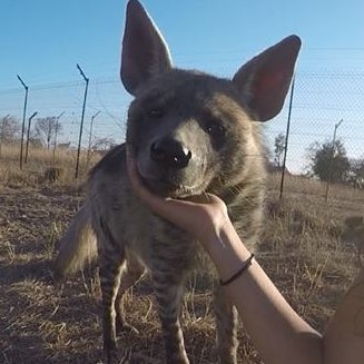 (Sometimes) Daily Striped Hyena 🏳️‍🌈 🏳️‍⚧️ (@HyenaDaily) on Twitter photo 2023-06-09 21:00:01