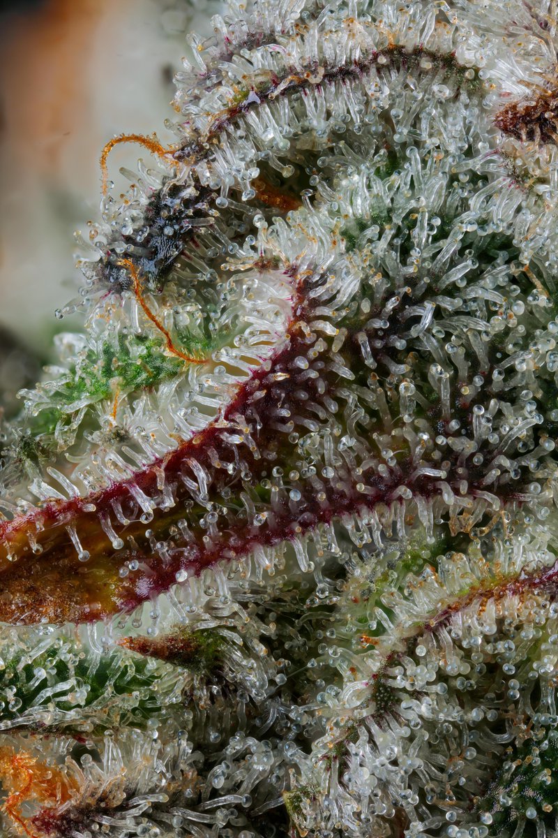 cookiesglobal's tweet photo. { Gelato x Wedding Cake } 🔍 

R&amp;D microbatch menu on https://t.co/ovKKui1weU https://t.co/R80JFrckcz