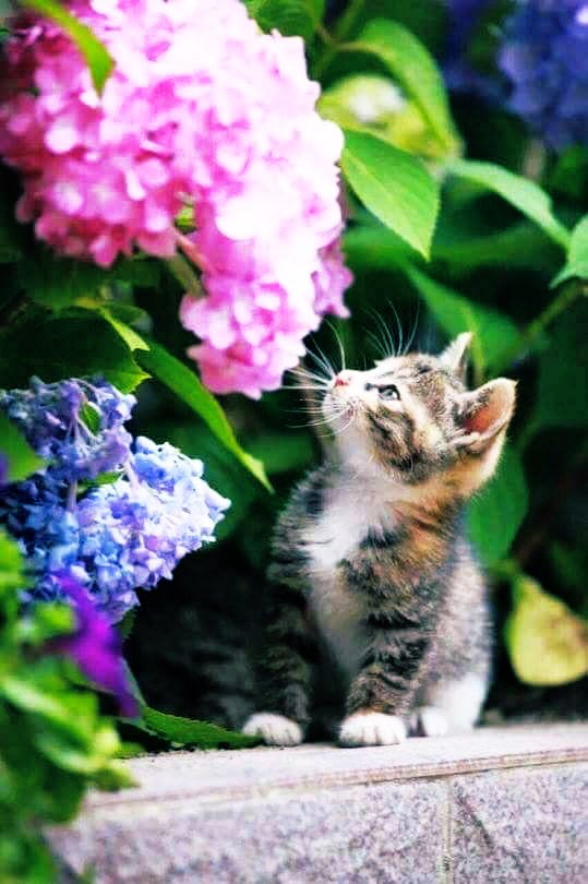 ☀️🌞☀️🌞☀️🌞☀️🌞☀️🌞☀️🌞 ☀️

            Good morning 🌺🍃☕️
Have a happy Friday and a beautiful 
weekend 🌳☀️🐱

#FridayMorning 🪷 #HappyWeekend ☀️ 
#CoffeeTime ☕️ #StayPositive 🌸 
#BeKindAlways 🩷 #Peace 🕊️

☀️🌞☀️🌞☀️🌞☀️🌞☀️🌞☀️🌞☀️