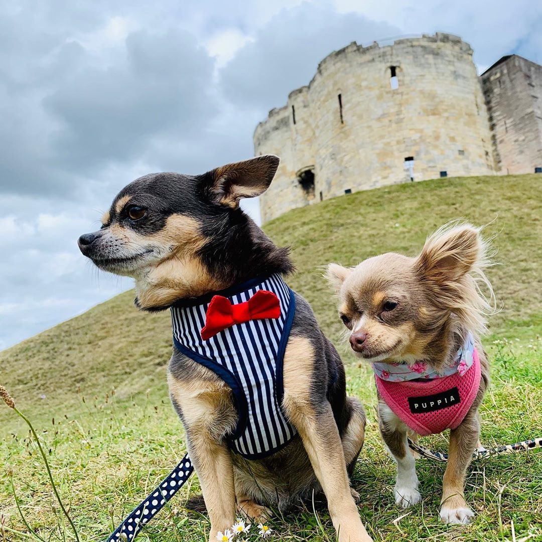 With plenty of dog-friendly places to stay in York, York is the perfect place to explore with your furry friend! 🐶

Plan your stay: visityork.org/sleep/dog-frie…
📷 baby_and_dodger_chihuahua