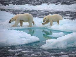 #Klimawandel-Fanatiker sind wie gestörte Spielsüchtige: Unzählige Male haben sie mit ihren Vorhersagen daneben gelegen. Aber in diesem Jahr, ganz bestimmt, wird die #Arktis eisfrei. 100pro. Sagt schließlich auch der #Spiegel.
sciencefiles.org/2023/06/08/kli…