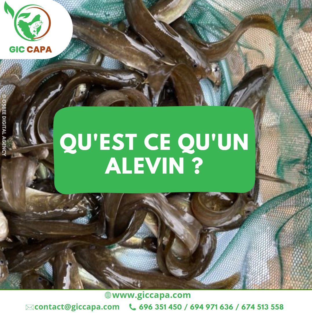 GicCapa's tweet photo. 🐟 𝗤𝘂'𝗲𝘀𝘁 𝗰𝗲 𝗾𝘂'𝘂𝗻 𝗮𝗹𝗲𝘃𝗶𝗻 ? 🐟

Rendez-vous sur notre page Facebook via le lien :
👉https://t.co/kDNEPPVR5o

#alevin #reproduction #croissance #aquaculture #pisciculture #sillure #giccapa https://t.co/ssKqE1YA28