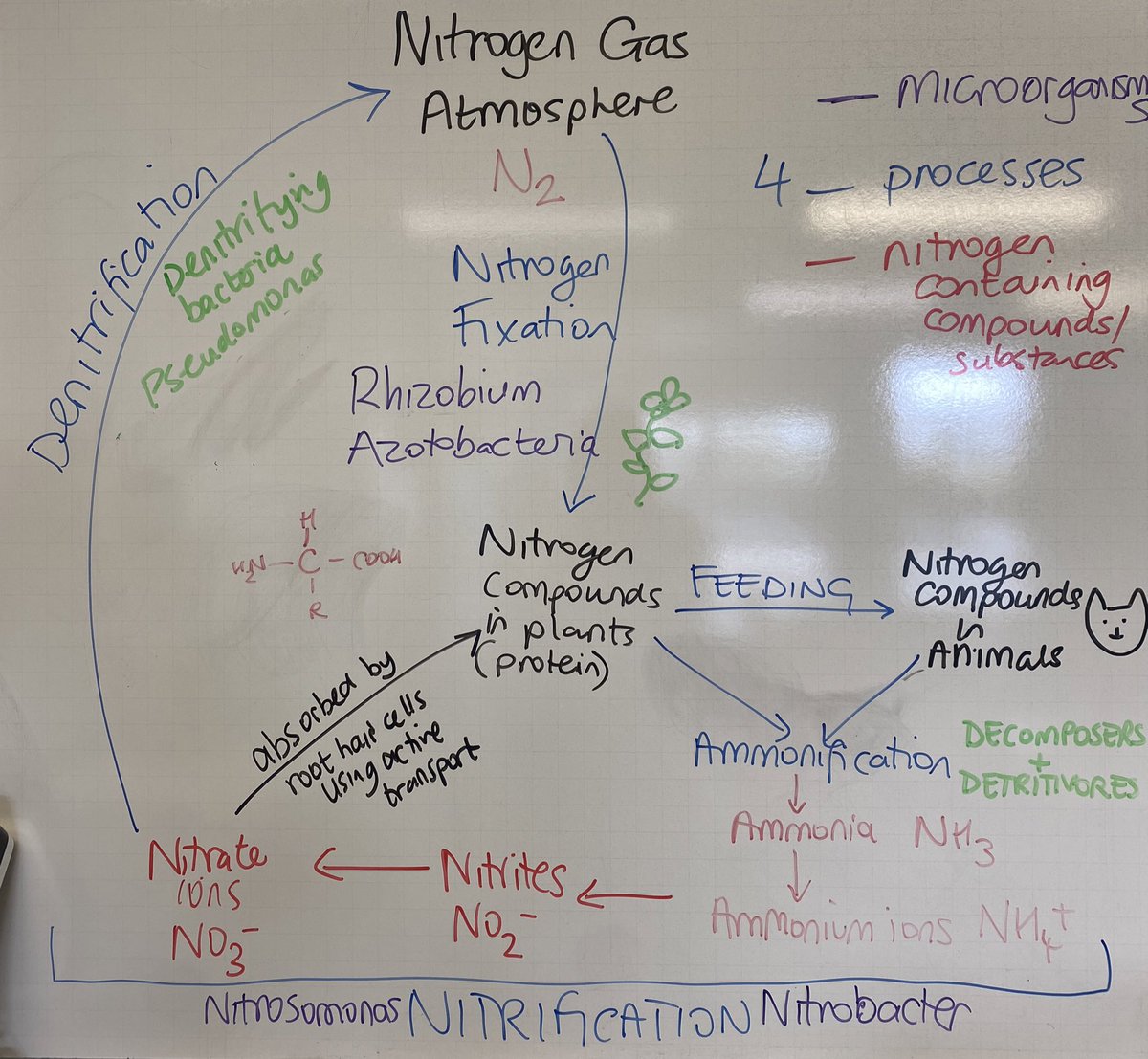 Nitrogen cycle revision with y13 this morning ready for paper 2