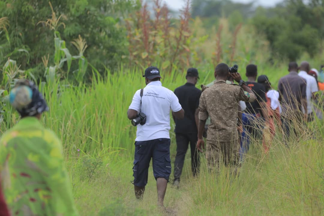 guguddetvuganda's tweet photo. UWA introduces new item on its products list dubbed experiencial tourism, where tourists gets to encounter the most fierce of the big five in action.

@NAMALEAGNES1 reports

#GuguddeTvUpdates #GuguddeTvUganda https://t.co/8YMj5Yzk4c