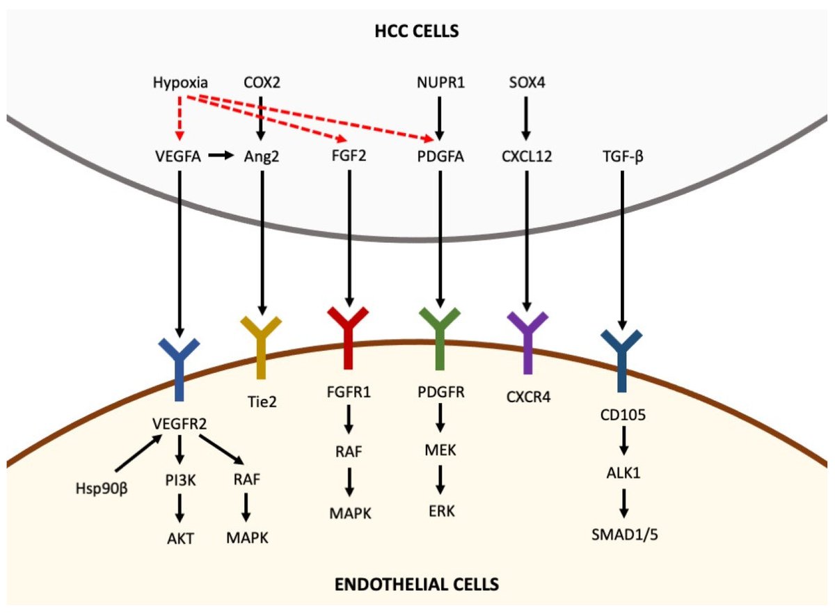 Medicina MDPI (@mdpimedicina) on Twitter photo #mdpiMedicina - Paper Published in Special Issue  
#Angiogenesis and #Hepatocellular #Carcinoma: From Molecular Mechanisms to Systemic #Therapies
🔗mdpi.com/1648-9144/59/6…
SI:mdpi.com/journal/medici… #mdpiMedicina - Paper Published in Special Issue  
#Angiogenesis and #Hepatocellular #Carcinoma: From Molecular Mechanisms to Systemic #Therapies
🔗mdpi.com/1648-9144/59/6…
SI:mdpi.com/journal/medici…