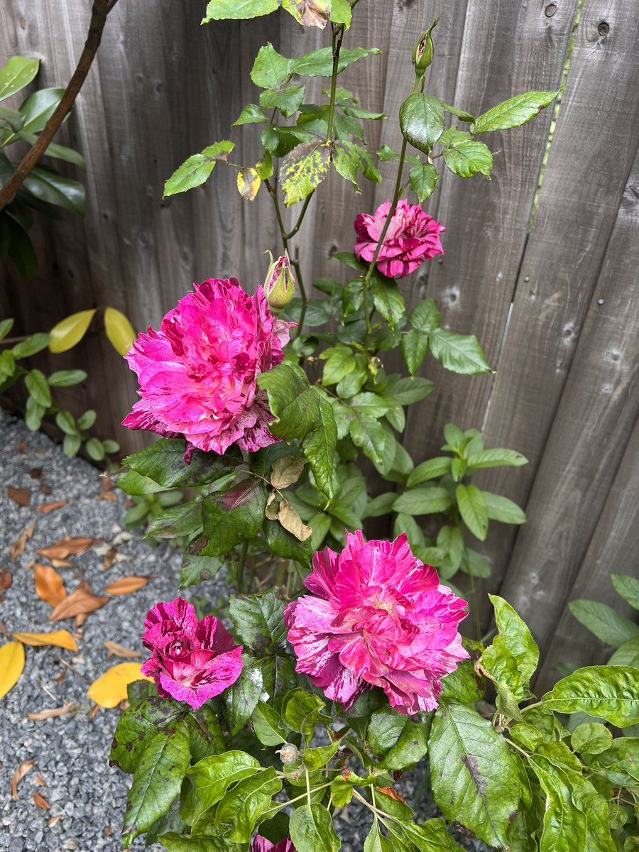 tampha's tweet photo. Just some beautiful flowers. 💗 https://t.co/0ZRwTWkNvX