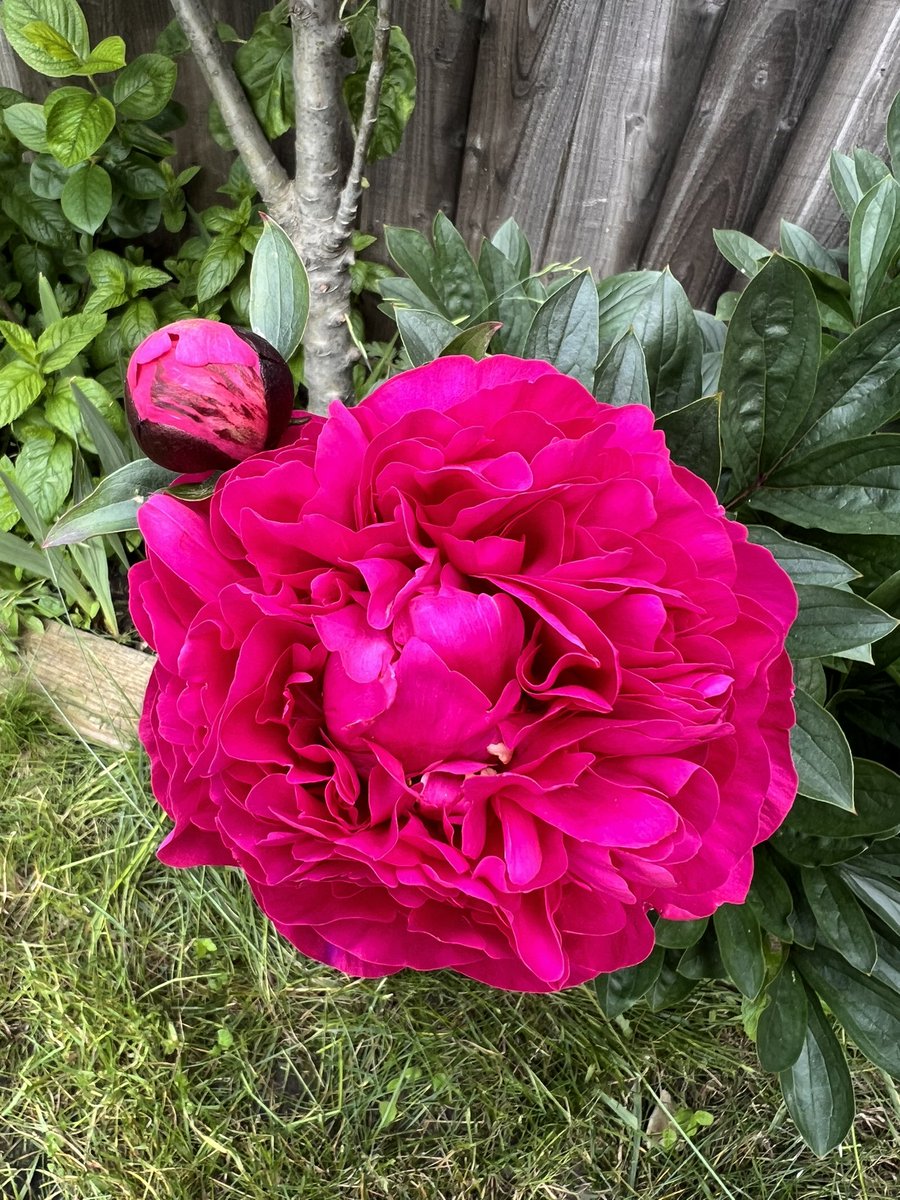 tampha's tweet photo. Just some beautiful flowers. 💗 https://t.co/0ZRwTWkNvX
