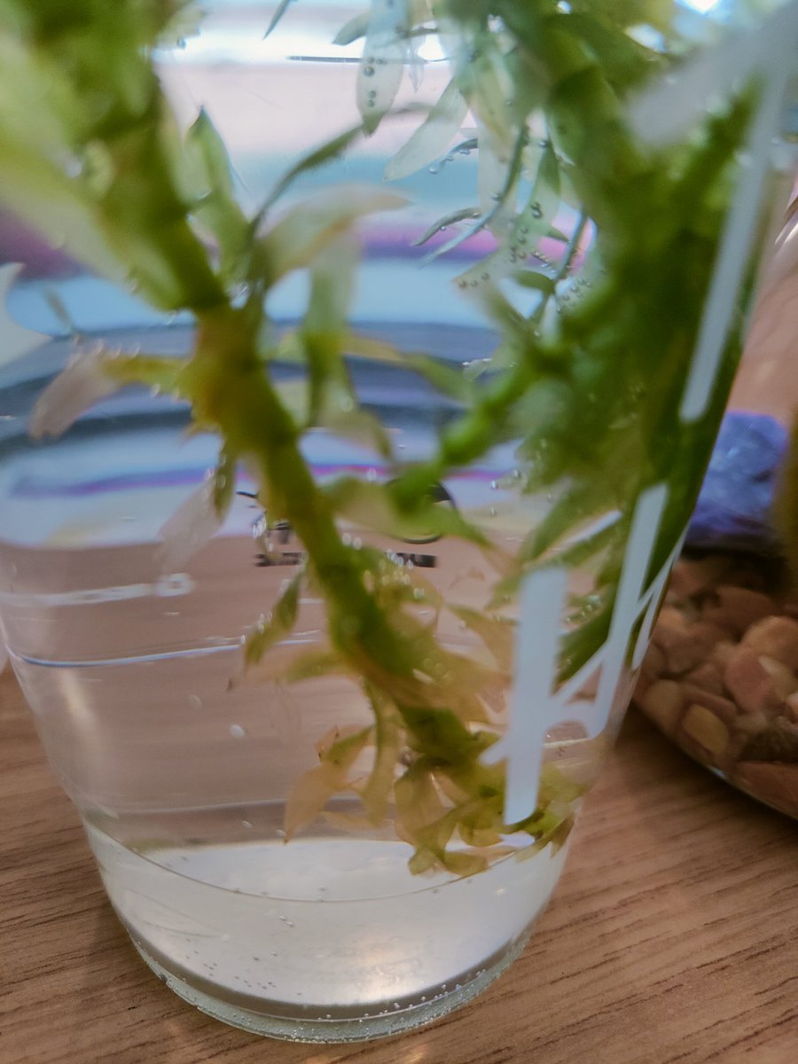wideyheron's tweet photo. The scientists in Heron have been learning about photosynthesis. Ask us about it! #WorldOceanDay #oceancurriculum https://t.co/51z4Orl5h5