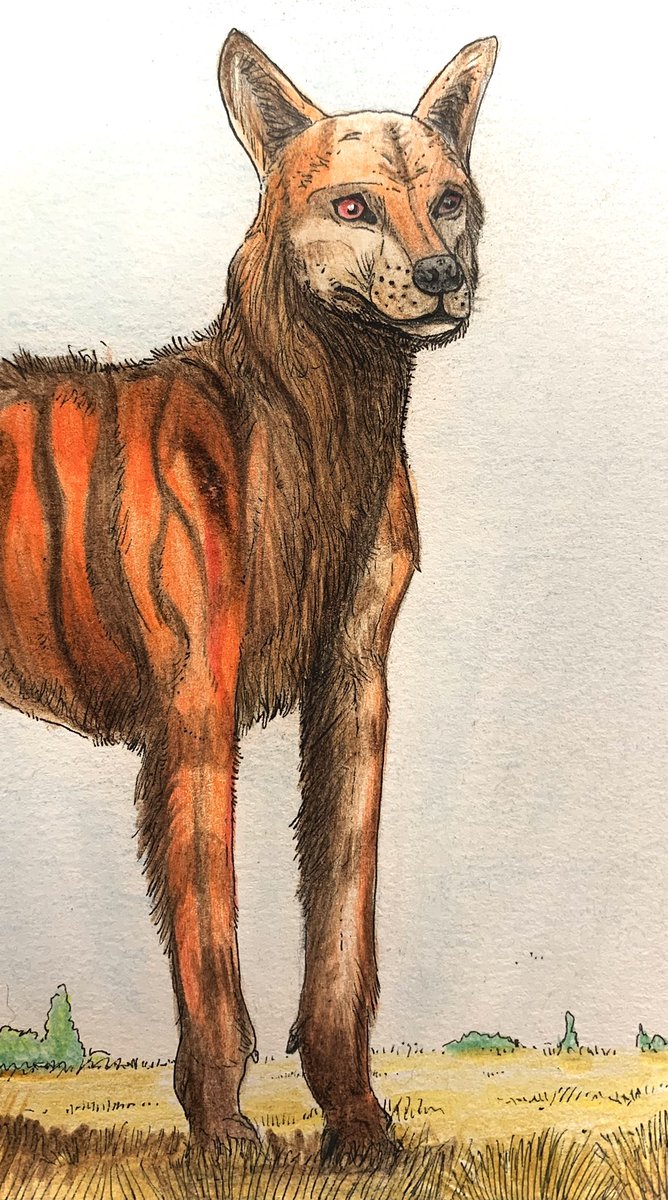 Sly on Twitter: "The ancestor of all Cerberus species was a hyena that