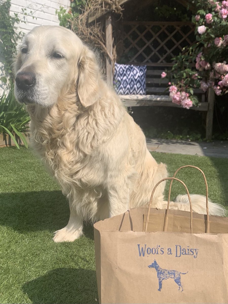 Thank you to ⁦@VolunteerKHFT⁩ and ⁦@KHFTCharity⁩ for hosting a lovely event at Pembroke Lodge this week to celebrate the work of volunteers. It’s a pleasure & privilege to be part of this special community ❤️. Here’s Digby with his lovely raffle prize #petsastherapy