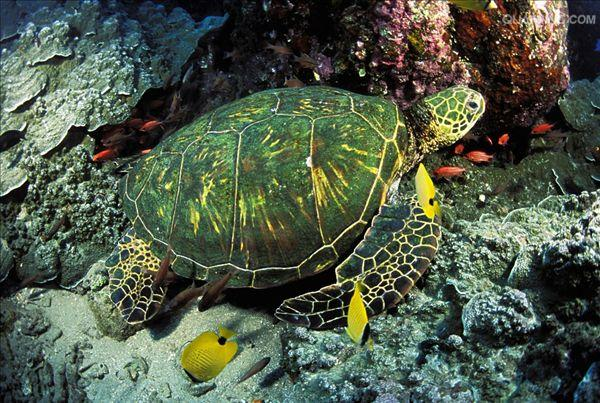 HainanToday's tweet photo. The #Xisha #Islands has the largest natural spawning site for #green #turtles in #China. In recent years, under effective protection, the number of #turtle #eggs and #nests has increased significantly every year. #wildlife #animal #ocean #Hainan https://t.co/nB0f1emY0H