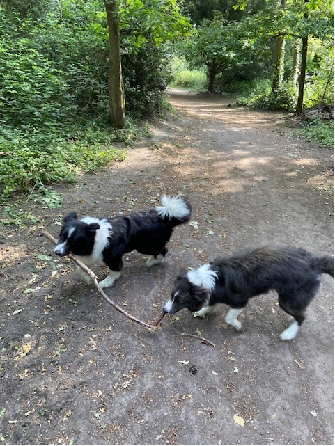 Share a stick Friday! #writersoftwitter 
#writingcommunity #amwriting #amediting #authorlife 
#bordercollie #colliesoftwitter #lovecollies #authordogs #twitterdogs #twittercollies