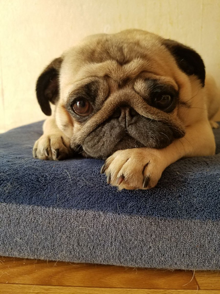 _comxtellART_'s tweet photo. Philosophical mood of little Molly🐶🌹 https://t.co/e0ZV9CApCd