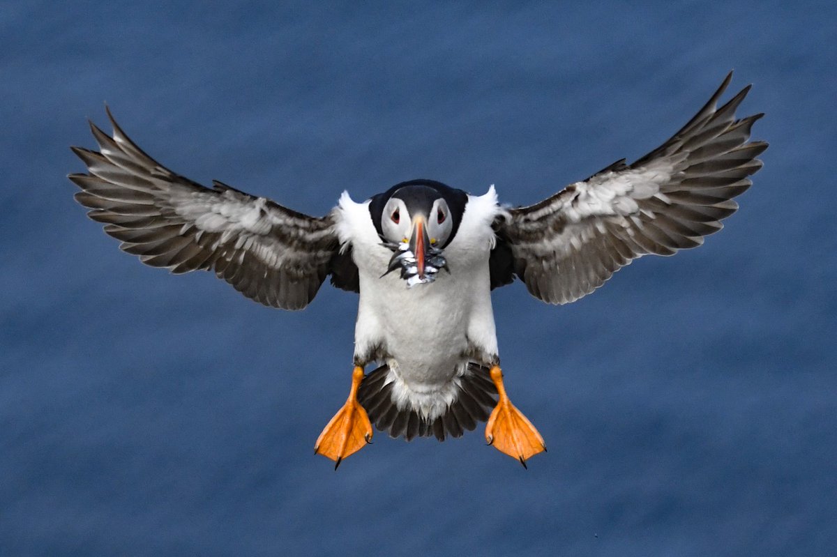 If you love Puffins, please may I ask you to retweet this post. I have started going through my photos from Skomer Island and I have so many Puffin shots to share! I will be posting a Puffin photo everyday until I run out. Please help me reach as many Puffin lovers as possible.