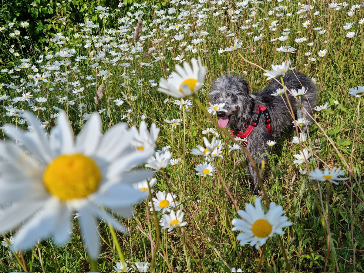 Daisy fridays are good fridays 🌼 #wildflowers