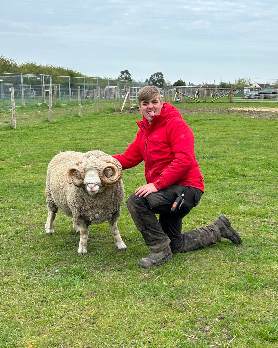 CurlysFarm's tweet photo. Today for #futurefarmingfriday we would like to introduce some of our #curlysyoungfarmers, the very first #youngfarmers on the Isle of Sheppey! Meeting weekly, our young farmers learn about farming, showing and country life. These Young Farmers really are the future of farming. ♥️
#farmingfortnight #leafeducation