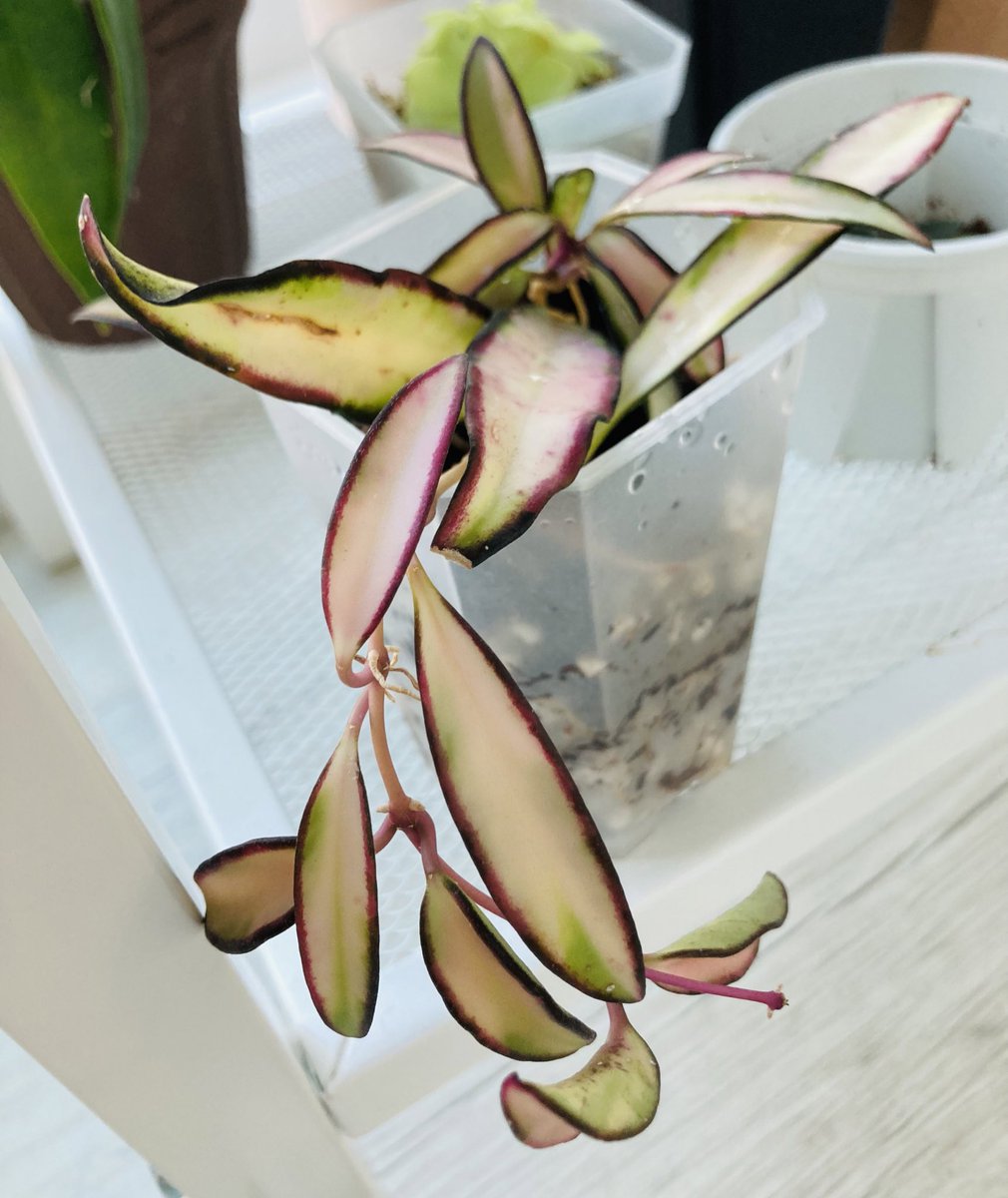 식물과 상관없지만😅 제가 응원하는 전북현대 축구팀의 새 감독이 발표되었어요. 새 감독님이 팀을 잘 이끌어주길 바라며, 식물 나눔 이벤트 해봅니다💚

RT 1분께 호야 웨이티 바리+리네아리스를 드려요. 6/12 오전에 추첨해요!

조건: 
주소 3종 제공 가능하신 분
우체국 택배 착불
팔로우 여부 무관