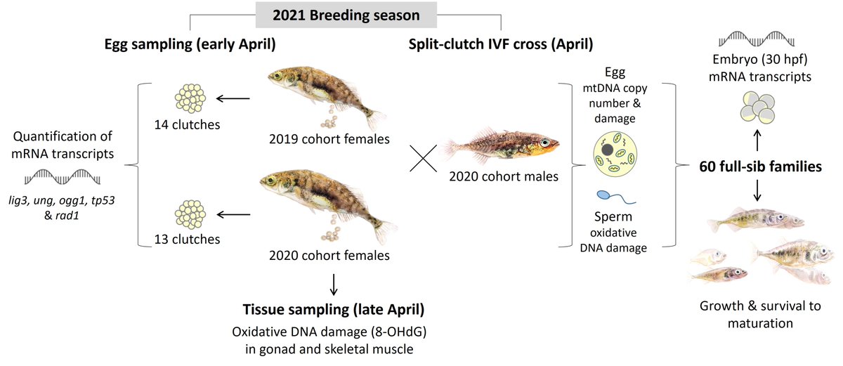 Older female sticklebacks transfer less maternal mRNA of DNA repair genes to her eggs. See more in our new paper published in Molecular Ecology.
onlinelibrary.wiley.com/doi/10.1111/me…