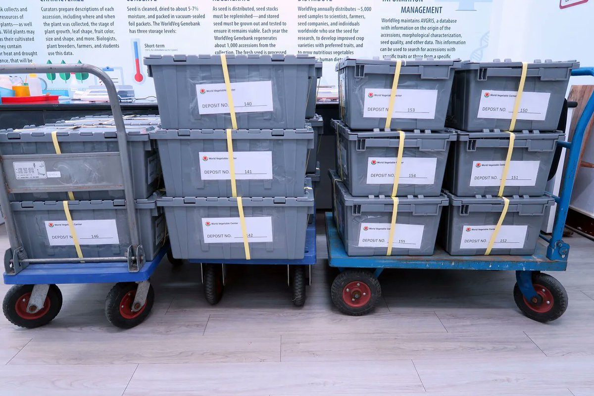 CropTrust's tweet photo. This week, @WorldVegCenter deposited 22 boxes of nearly 8,550 samples of vegetable, aromatic and medicinal plants on the chilly shelves of the Svalbard @GlobalSeedVault. 

Their Genebank Manager @mvanzonneveld explains the importance of this deposit ➡️ https://t.co/9bdWAmlfZz https://t.co/QCv8Tnmisa