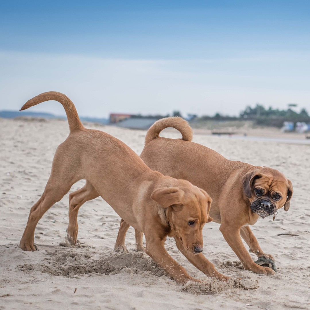 Peachy-beachy weather incoming...
Pack those Drying Coats to stop sand and smells in the car ALL the way home!

#ruffandtumble #dryingcoats #bestdryingcoats #dogdrying #dogwet #dogcold #colddogs #wetdogs