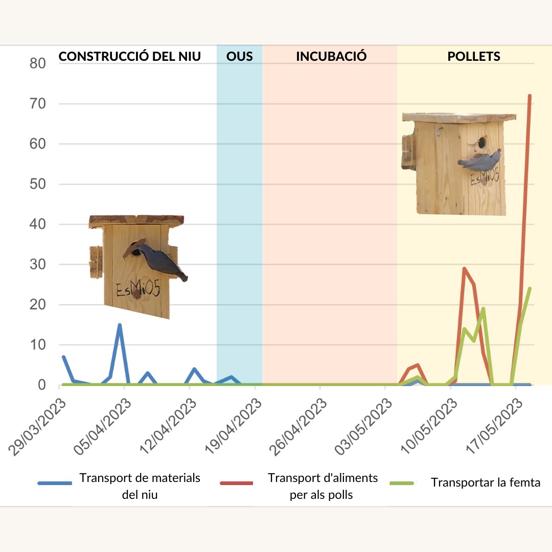 ebmontseny_ico's tweet photo. Recordes que dos Pica-soques blaus preparaven el seu #niu en una de les nostres caixes niu al jardí? Amb la nostra càmera trampa vam controlar tots els seus moviments i etapes des de la construcció del niu fins al naixement dels #pollets. https://t.co/WRlstn2NvI