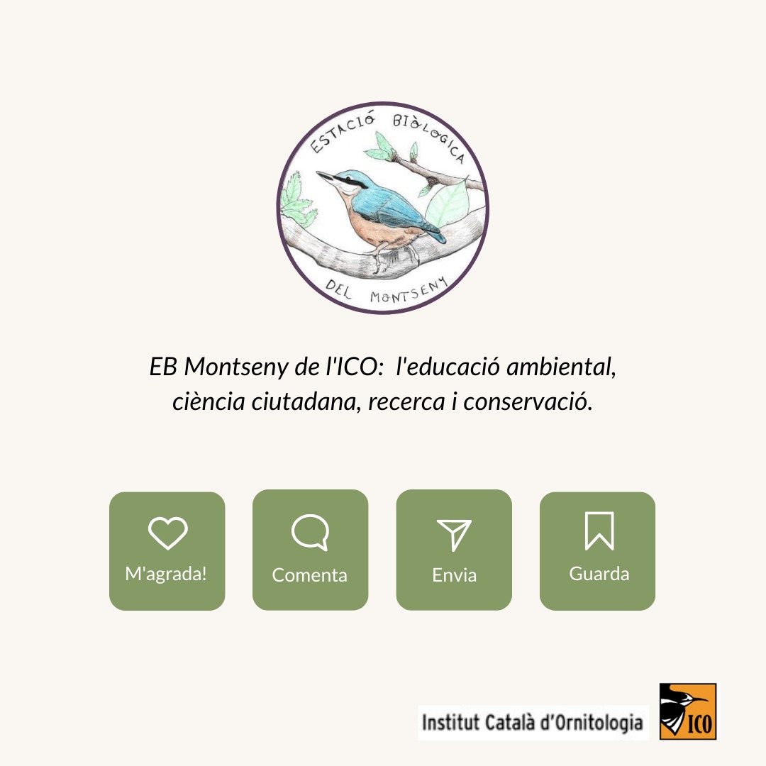 ebmontseny_ico's tweet photo. Recordes que dos Pica-soques blaus preparaven el seu #niu en una de les nostres caixes niu al jardí? Amb la nostra càmera trampa vam controlar tots els seus moviments i etapes des de la construcció del niu fins al naixement dels #pollets. https://t.co/WRlstn2NvI