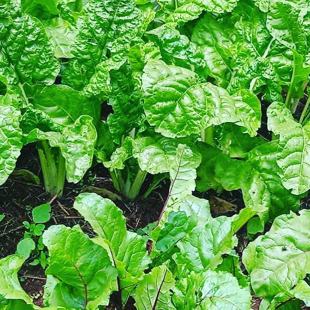 Don’t wait for the perfect time; you will wait forever. Always take advantage of the time that you’re given. #farming #agriculture