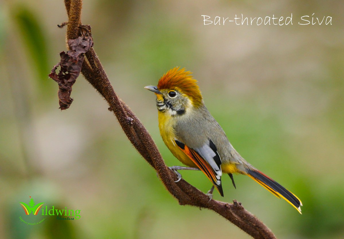WildwingBhutan's tweet photo. The Bar-throated Siva is found in the Himalayas from Himachal Pradesh to Arunachal Pradesh and locally in north-east India. Further east it reaches western China, northern Vietnam and the Malay Peninsula. It is a bird of oak-rhododendron and mixed conifer-broadleaf forest. https://t.co/yILKCGJWea